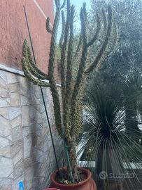 Cactus gigante