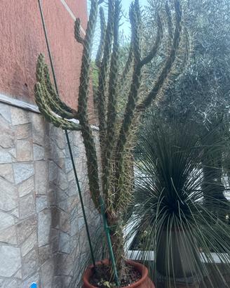 Cactus gigante