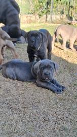Cane Corso cucciole