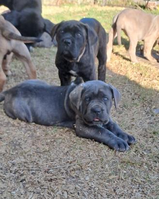 Cane Corso cucciole