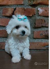 Barboncino toy femmina 100 giorni