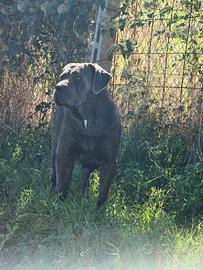 Cane Corso femmina di 4 anni