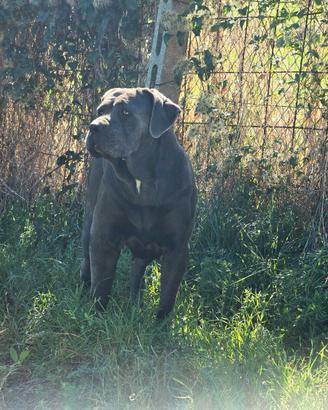 Cane Corso femmina di 4 anni