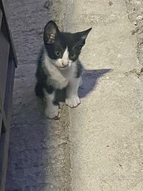 Gattini affettuosi desiderano una famiglia