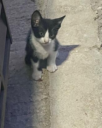 Gattini affettuosi desiderano una famiglia