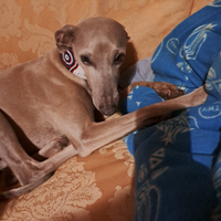 Cerc0i fidanzata per Lapo