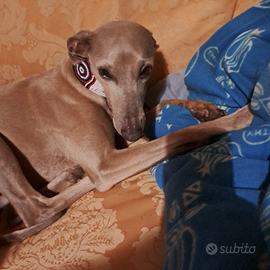 Cerc0i fidanzata per Lapo