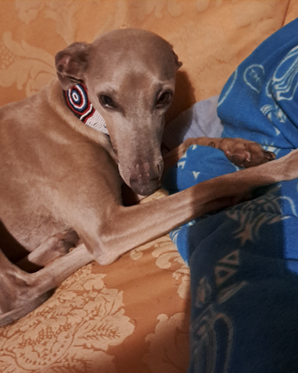 Cerc0i fidanzata per Lapo