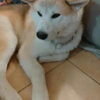 Akita inu