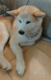 Akita inu