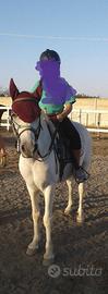Pony Olandese