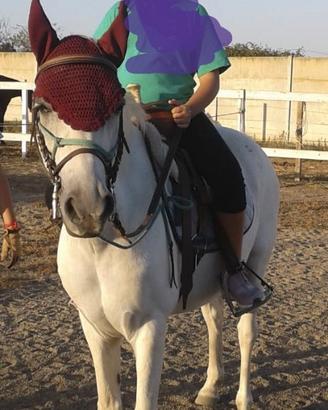 Pony Olandese