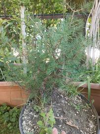 pre bonsai larici