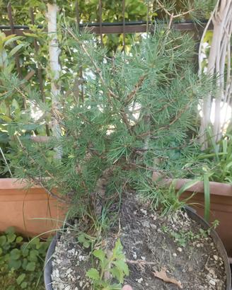 pre bonsai larici
