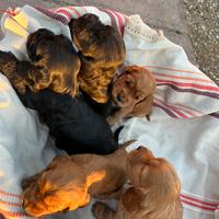 Cocker spaniel