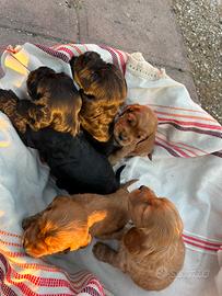 Cocker spaniel