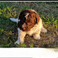 Lagotto romagnolo con pedigree
