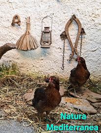 Polli gallo galline uova