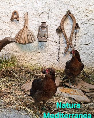Polli gallo galline uova