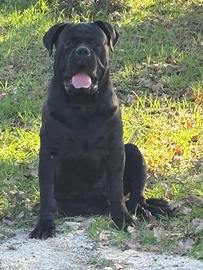 Cane corso