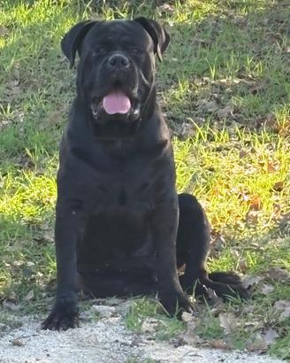 Cane corso
