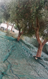 Terreno frutteto e uliveto