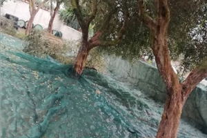 Terreno frutteto e uliveto