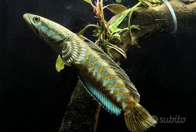 Channa, astronotus, flowerhorn, cichlasoma e altri