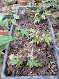 Pianta Acero Rosso bio piantina naturale spontanea