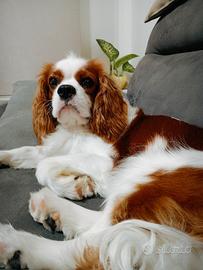 Cavalier king