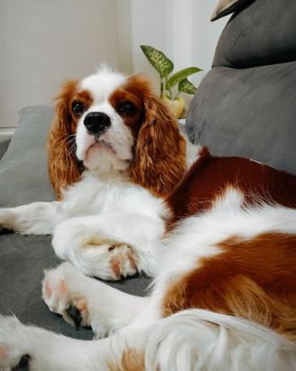 Cavalier king