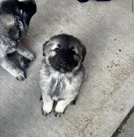 2 cuccioli pastore del Caucaso