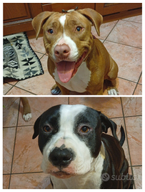 Chiamare numero 3347338255