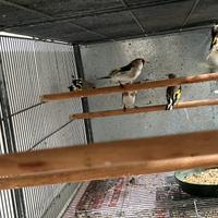 Cardellini del Himalaya subulata