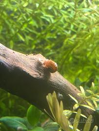 Planorbarius /Planorbella Maculata 5 esemplari