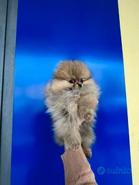 Spitz della Pomerania pedigree e ci