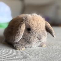 Coniglio minilop ariete