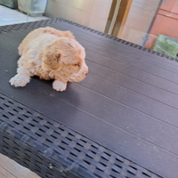 Lagotto romagnolo