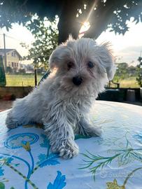 Maltipoo
