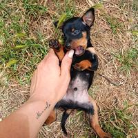 Pinscher Toy 400