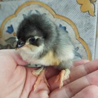 Pulcini olive egger f3