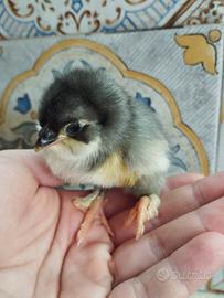 Pulcini olive egger f3