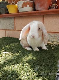 Coniglio Ariete nano bianco e beige 5 mesi