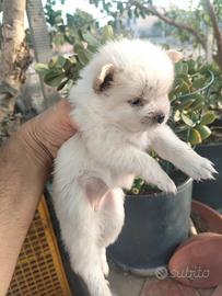 Cuccioli di Spitz nani