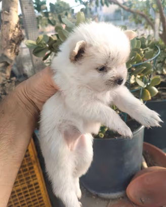 Cuccioli di Spitz nani
