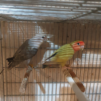 Inseparabili rosencollis