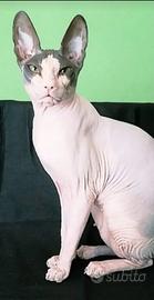 Meravigliosa, dolcissima gatta nuda Sphynx