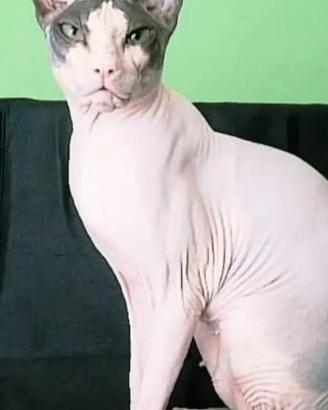 Meravigliosa, dolcissima gatta nuda Sphynx