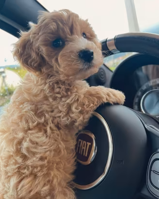 Maltipoo toy