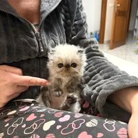 Gattino persiano seal point